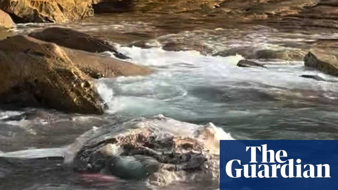 सिडनी में व्हेल का शव मिलने के बाद मारoubra और Coogee बीच बंद
